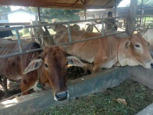 BUMDes Anugrah Desa Tanjung Buluh Jadi Ajang Korupsi