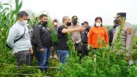 Kapolres Dan Bupati Karo Panen Ganja