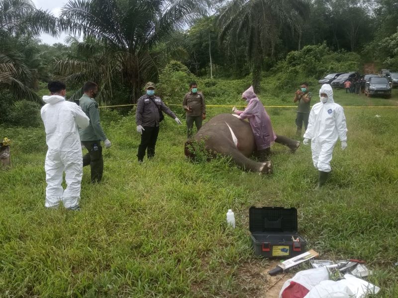 Gajah Sumatera di Aceh Timur Mati Tanpa Kepala, Diduga Dibunuh Mengambil Gading