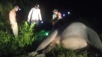 Penyebab Gajah Mati Tanpa Kepala, Tim Gabungan Ambil Sempel Bukti ini