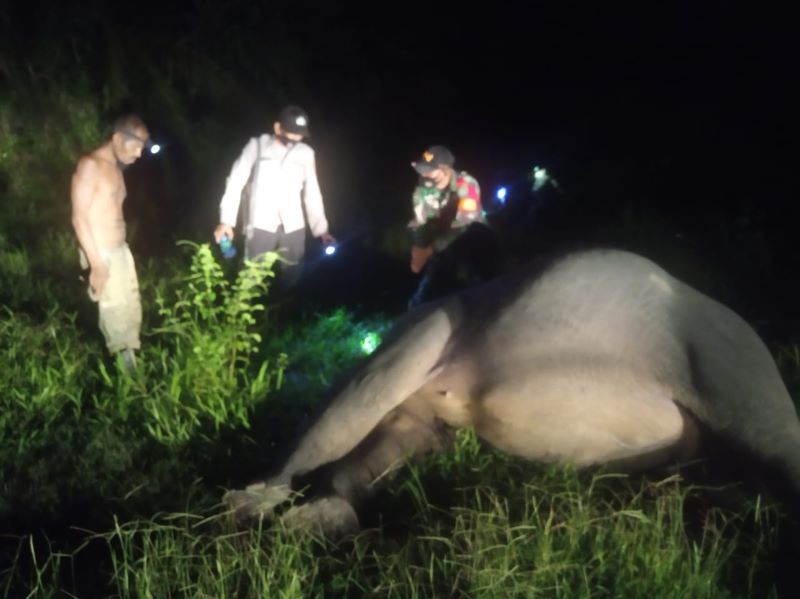 Penyebab Gajah Mati Tanpa Kepala, Tim Gabungan Ambil Sempel Bukti ini