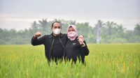 Gubernur Dukung Petani Gubernur Sumut Harapkan Seluruh Petani Sumut Gunakan Varietas Unggul