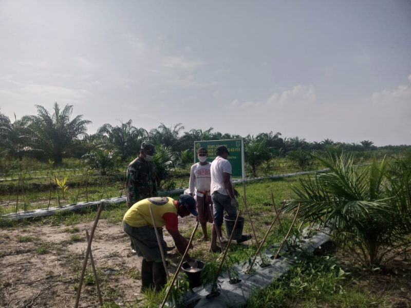 Babinsa Dampingi Warga Demplot Cabai Program TMMD ke-111