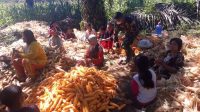 TMMD Panen Jagung-1 Sambil Komsos, Warga Belajar Berbagai Usaha dari Warga Desa Mabar