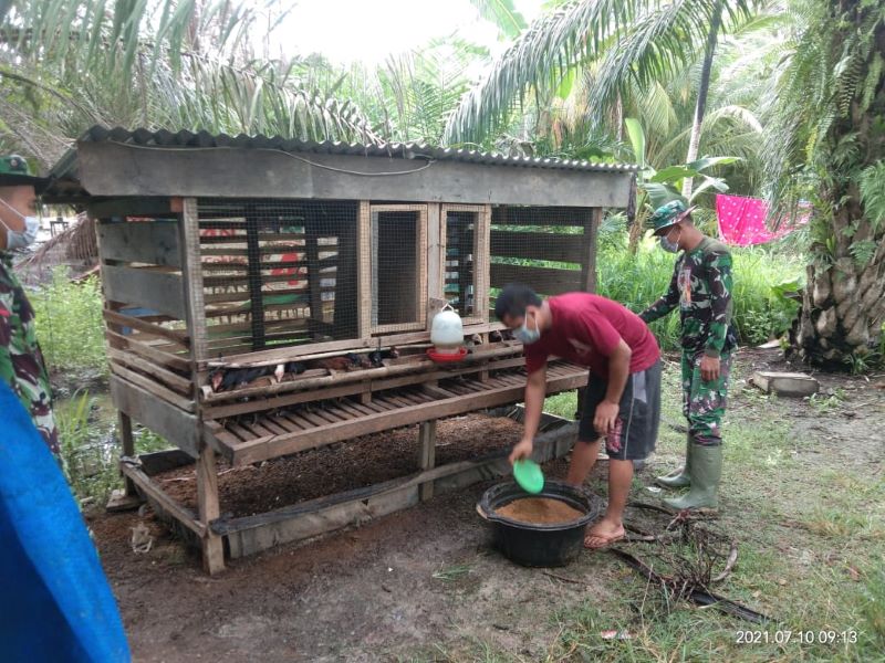 Terima 100 Ekor Anak Ayam, Pak Marzuki Ucapkan Terima kasih Kepada Satgas TMMD