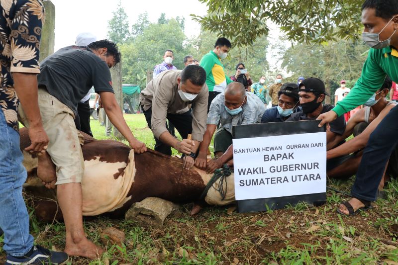 Wagub Sumut Sembelih Sapi Kurban dari Presiden RI