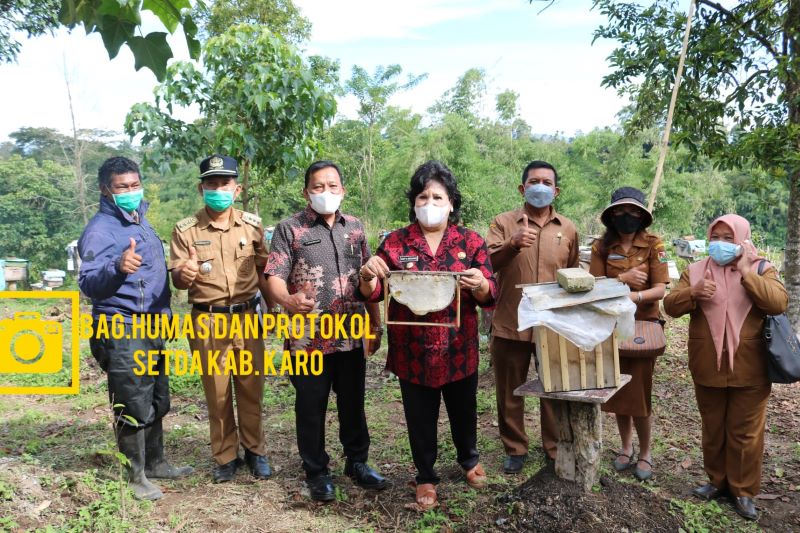 Bupati Karo Panen Madu Di Desa Selandi