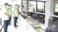 Bupati Taput Resmikan Morrah Farm Koperasi Guna Satwa Mandiri