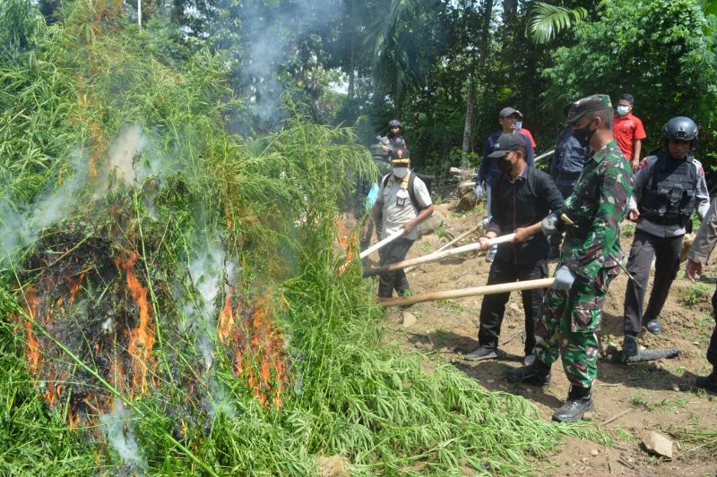 Dandim Aceh Utara: Lahan Ex Ladang Ganja di Aceh Utara Dalam Pengawasan Binter Kami