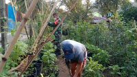 Babinsa Koramil 06/Kota Motivasi Masyarakat Bercocok Tanam Sayuran