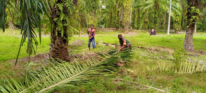 Tingkatkan Hasil Panen, Babinsa Bantu Petani Menunas Pelepah Sawit