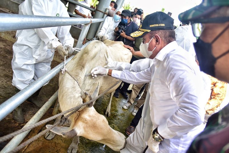 8.000 Hewan Ternak Sumut Sembuh dari PMK, Gubernur Salurkan Lagi 10 Ribu Vaksin PMK Serentak