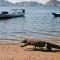 Pemerintah Tunda Kenaikan Tiket Pulau Komodo Hingga 2023