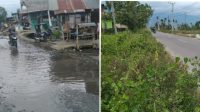 Jalan Lintas Lawe Sumur Kuning di Penuhi Rumput, Saat Musim Hujan Tergenang Air