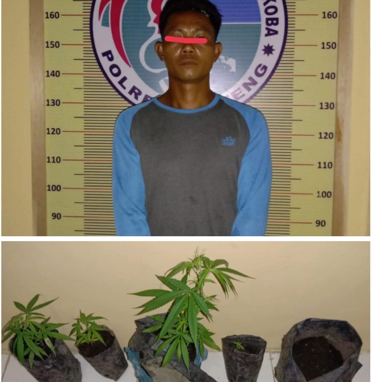 Tanam Ganja di Atas Atap Dapur Seorang Petani di Tangkap Tekab