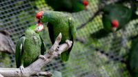 Indonesia Catat Jumlah Spesies Burung Meningkat Jadi 1.826 pada 2023