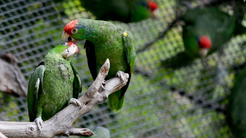 Indonesia Catat Jumlah Spesies Burung Meningkat Jadi 1.826 pada 2023
