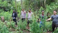 Polres Karo Amankan Ratusan Batang Ganja di Hutan Tahura Bukit Barisan Polres Karo Amankan Ratusan Batang Ganja di Hutan Tahura Bukit Barisan