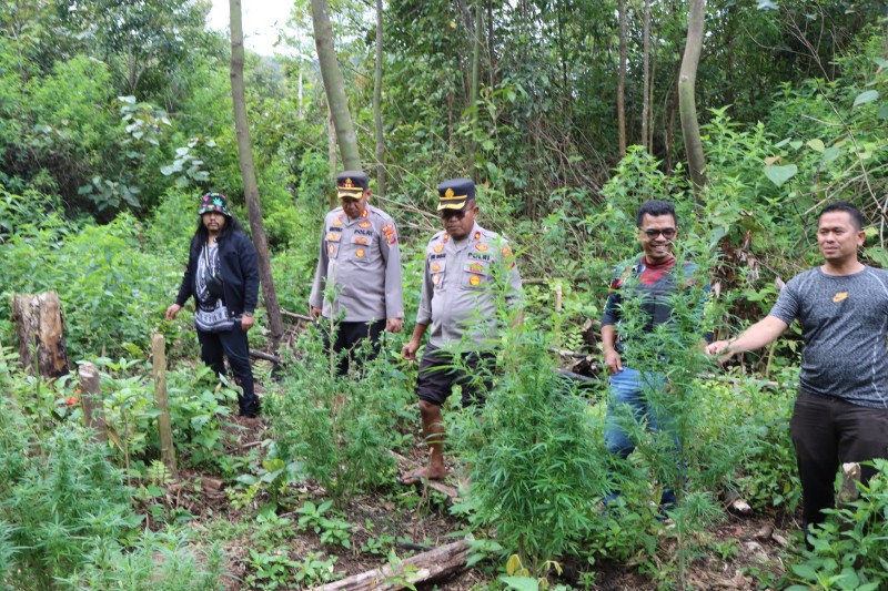 Polres Karo Amankan Ratusan Batang Ganja di Hutan Tahura Bukit Barisan