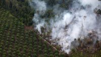 BNPB Minta Pemda Tak Izinkan Aktivitas Buka Lahan dengan Cara Membakar