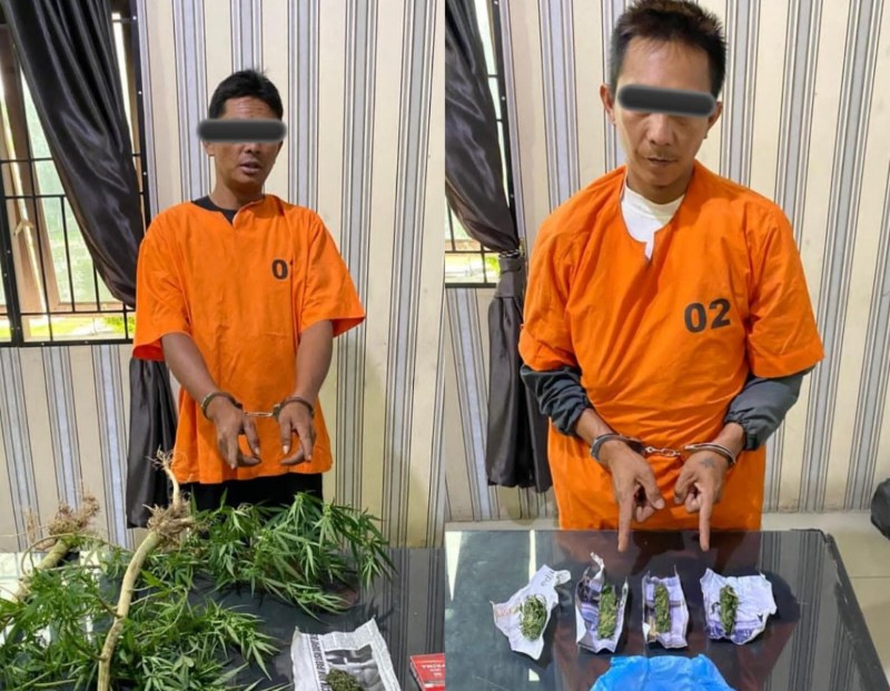 Diduga Pengedar Ganja Dua Pria Diringkus Satnarkoba Polres Karo