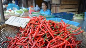 Usai Pemilu 2024, Harga Cabe Seperti Gunung Sinabung