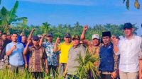 Walikota Tanjungbalai Panen Padi Bersama Kelompok Tani Subur