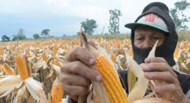 KPPU Medan: Harga Jagung Mahal, Ancam Peternak Ayam