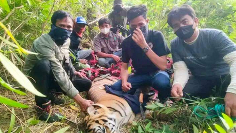 Ancam Keselamatan Warga, Petugas Terpaksa Tangkap Kembali Harimau Sumatra dari Kawasan TNGL