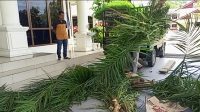 Gajah Rusak Kebun, Warga Angkut Pohon Sawit ke Depan Pintu Kantor Bupati Aceh Selatan