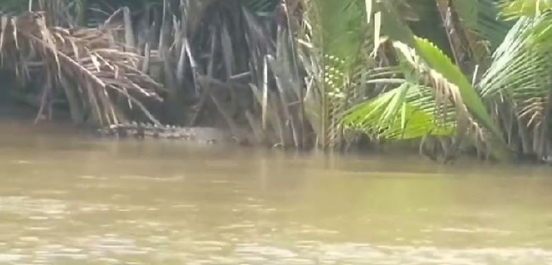 Warga Dihimbau Berhati-hati, Perairan Jago-jago Ada Buaya