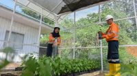 Rayakan Hari Lingkungan Hidup Sedunia, Tambang Emas Martabe Tanam Ribuan Pohon
