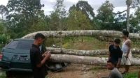 Peristiwa Maut di Langkat: Pohon Durian Tumbang Timpa Mobil, Tiga Tewas di Tempat