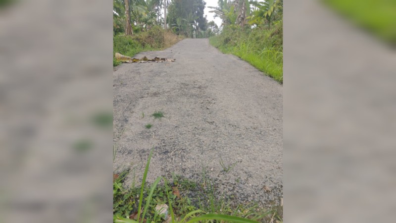 Pengaspalan Desa Lae Parira Diduga Asal Jadi, Rumput Tumbuh Setelah Hitungan Bulan