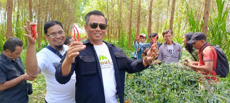 Belasan Jurnalis Panen Cabai Merah di Areal Konsesi PT Toba Pulp Lestari: Bukti Harmoni Alam dan Industri