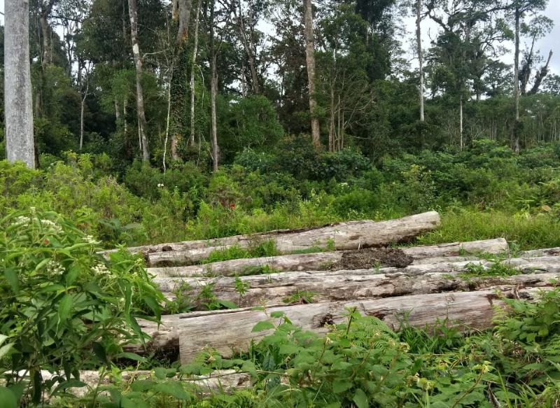 Diduga Oknum Karyawan PT. GRUTI Terlibat Penebangan Kayu Ilegal di Desa Parbuluan VI