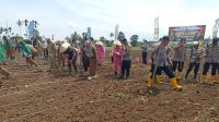 Dukung Ketahanan Pangan, Kapolres Karo Ikut Tanam Jagung di Tiga Binanga