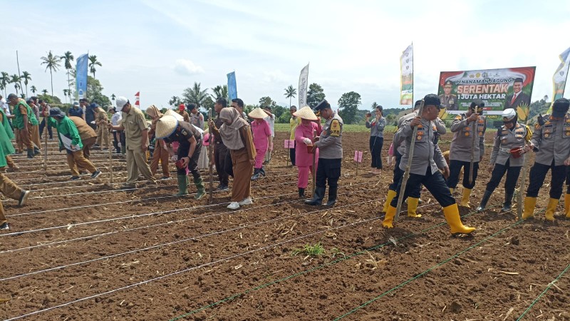 Dukung Ketahanan Pangan, Kapolres Karo Ikut Tanam Jagung di Tiga Binanga