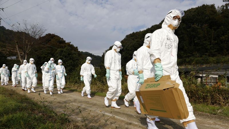 Wabah Flu Burung Serang Peternakan di Jepang