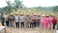 Bupati Asahan Ikuti Panen Raya Jagung Serentak yang Dipimpin Presiden Republik Indonesia