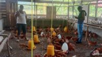 Desa Aek Pardomuan Dukung Ketahanan Pangan, Dengan Modal Sekecil - Kecilnya Dapat Meraih Keuntungan besar Desa Aek Pardomuan Dukung Ketahanan Pangan, Dengan Modal Sekecil - Kecilnya Dapat Meraih Keuntungan besar