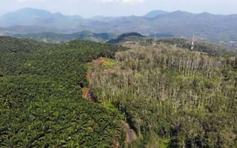 Lahan Rakyat Diberi ke PT Agrinas Palma, Lian Guntur Warga Paluta Siap Gugat Satgas PKH