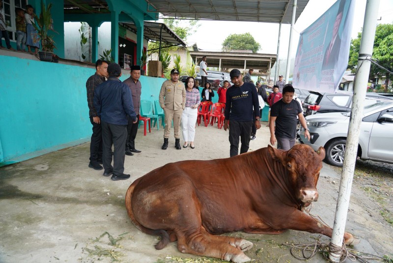 Prabowo Subianto Serahkan Sapi Limosin 830 Kg untuk Kurban di Pakpak Bharat Lewat Bupati Franc Bernhard Tumanggor