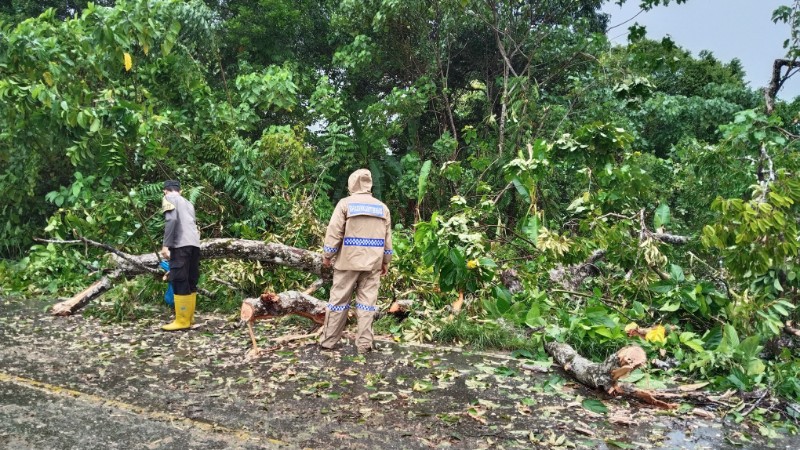 Pohon Besar Tumbang Tutupi Jalan Lintas Nasional Tapaktuan - Medan