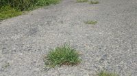 Gawat! Proyek Aspal Rp141 Juta di Desa Tanjung Beringin I Diduga Asal Jadi, Sudah Ditumbuhi Rumput dan Masuk Kawasan Hutan
