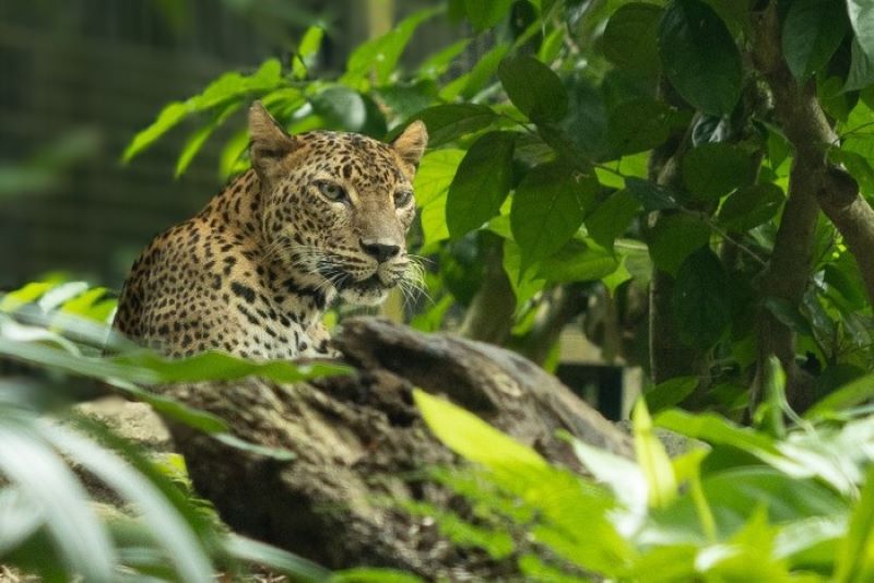 Macan Tutul Jawa Lepas dari Kandang Karantina di Lembang Park and Zoo