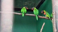 20 Burung Perkici Dada Merah Dipulangkan dari Inggris, Kini Dikembangbiakkan di Taman Safari Bali