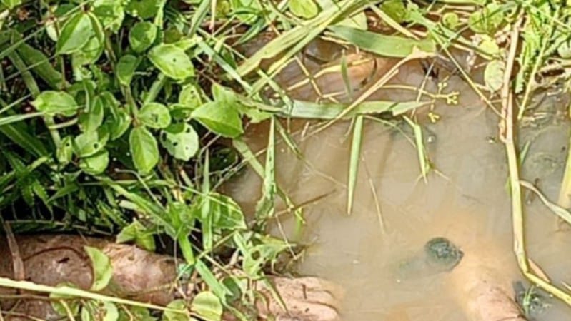 Warga Batubara Geger: Mayat Pria Tanpa Identitas Ditemukan Mengapung Dalam Parit