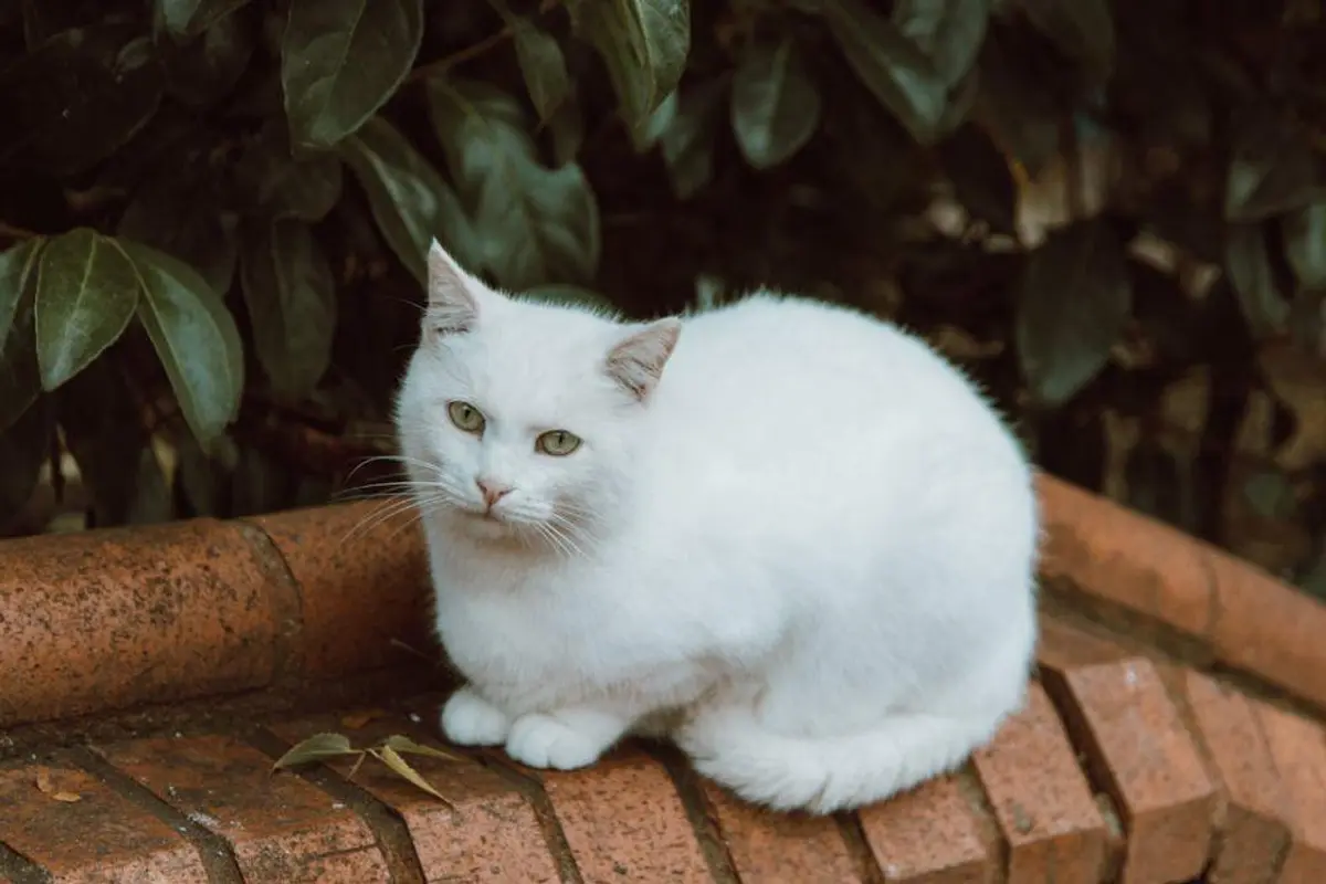 Kucing Albino: Keindahan Langka yang Butuh Perawatan Khusus Agar Tetap Sehat dan Bahagia