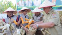 Bupati Asahan Dukung Panen Raya Jagung di Desa Teladan: Tani Merdeka Siap Wujudkan Kemandirian Pangan